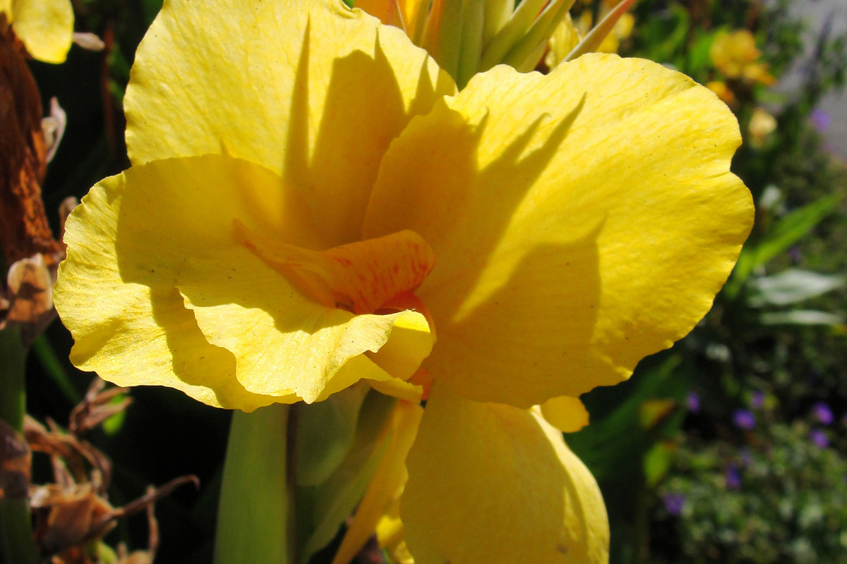 Canna 'Eden' (2)